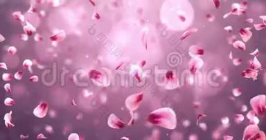 旋转飞舞浪漫红粉玫瑰樱花花瓣背景循环4k